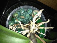 orchid2 131123
