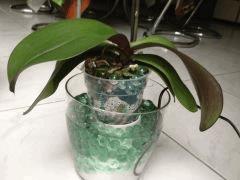orch 20130818