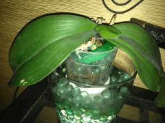 orchid3 131123