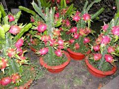 pitaya prod