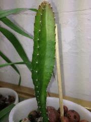 pitaya 131030