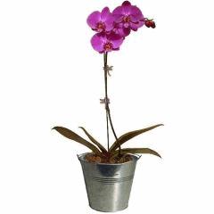 phalaenopsis rose