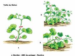 taille melon