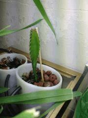 pitaya_211013