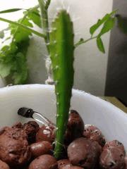 pitaya 260915