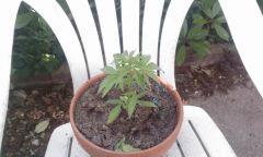 IMAG0154
