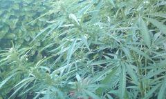 IMAG0240