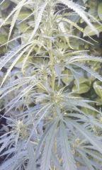 IMAG0224