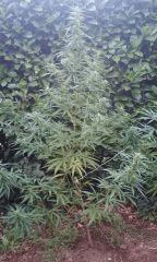 IMAG0266