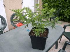 IMG 20130806 00045