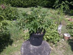 IMG 20130719 00007