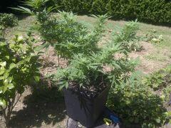 IMG 20130814 00070