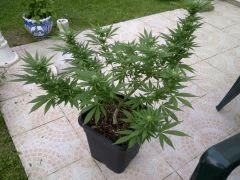 IMG 20130816 00082