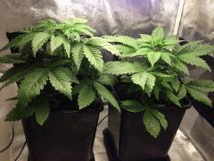 MAR1811 C22 F0 2
