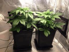 MAR1811 C22 F0