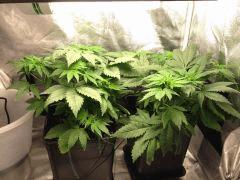 MAR2511 C29 F7
