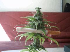 Bud
