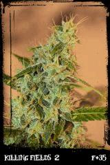 Kf2 green B