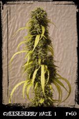 cbh1 F60