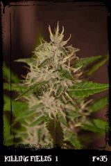 Kf1 purp B