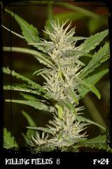 Kf8 F24