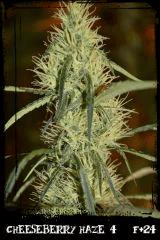 cbh4 F24