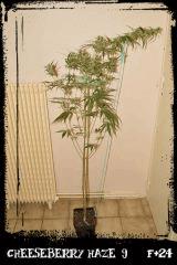 cbh9 F24