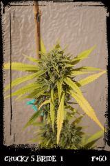csb1 F60