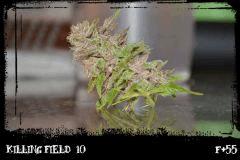 kf10 F55
