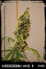 cbh4 F60
