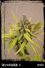 Sw6 F60