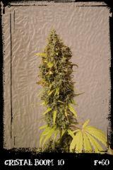 cb10 F60