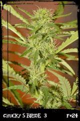csb3 F24