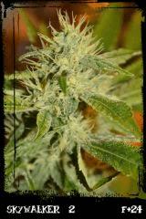 Sw2 F24
