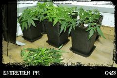 entretien Pm C23