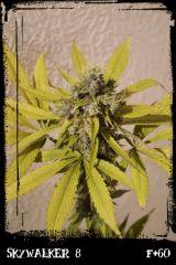 Sw8 F60