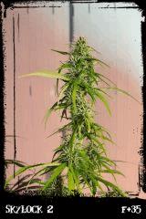 Sl2 Wh