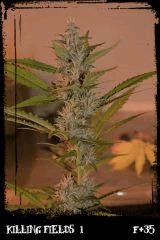 Kf1 purp