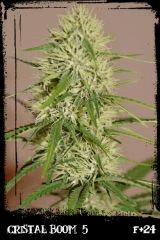 Cb5 F24