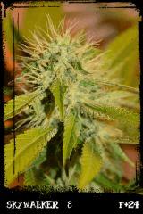 Sw8 F24