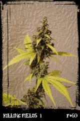 Kf1 F60