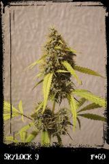 Sl9 F60