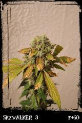 Sw3 F60