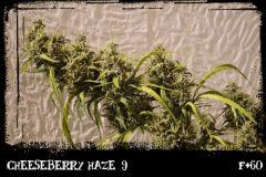 cbh9 F60