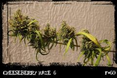 cbh6 F60