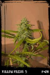 Kf5 green
