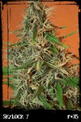 Sl7 purp B
