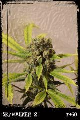 Sw2 F60