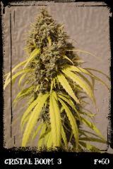 Cb3 F60