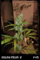 Kf2 green